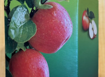 Apfelsaft f&uuml;r Alltag und K&uuml;che