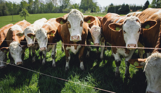 Unsere Tiere
