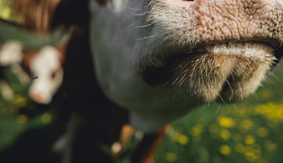 Unsere Tiere
