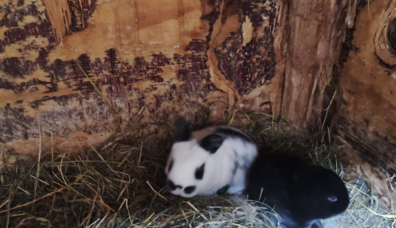 Unsere Tiere