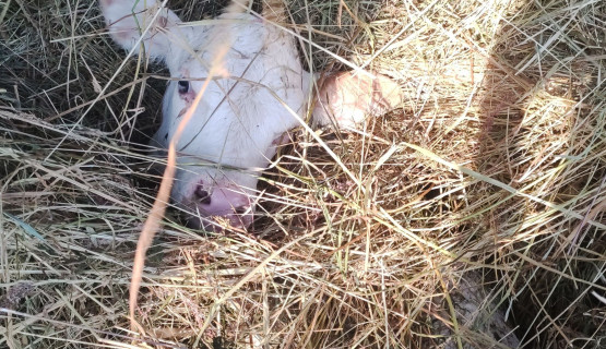 Unsere Tiere