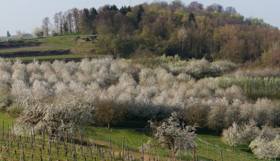 Blick zum Kahlenberg im Fr&uuml;hjahr