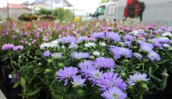 Blumen 