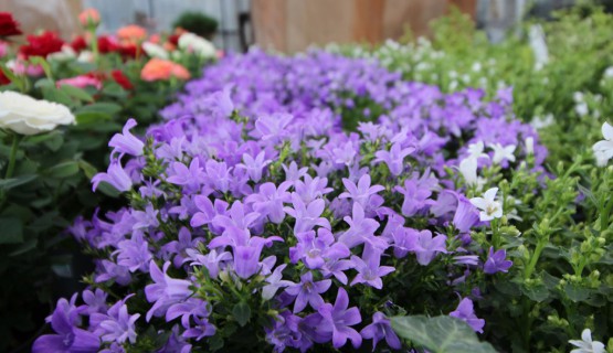 Blumen 