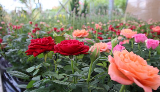 Blumen 