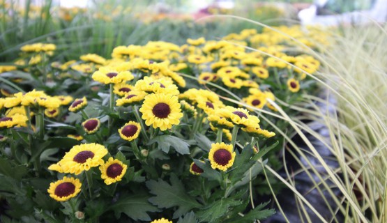 Blumen 