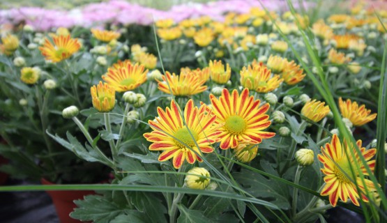 Blumen 