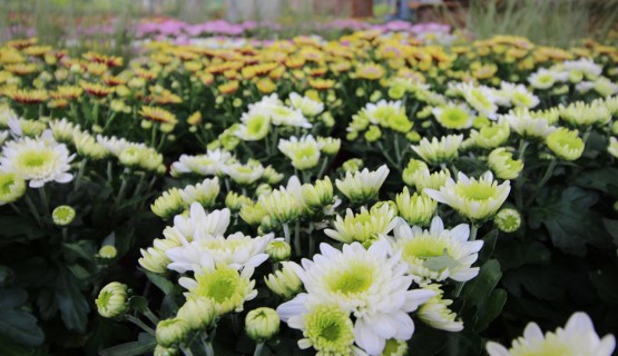 Blumen 