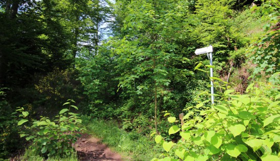 Zum Wiesensteig