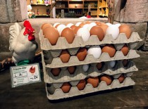 Frische Eier