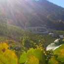 Familien Weingut Renner