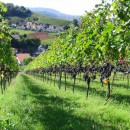 Familien Weingut Renner