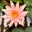 Seerose