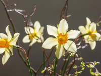 Ostern mit Feng-Shui: So gestalten Sie Ihr Zuhause f&uuml;r eine harmonische Feiertagsstimmung