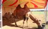 Circus Bely