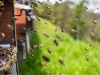 Weltbienentag: Warum Bienen f&uuml;r unser &Uuml;berleben unverzichtbar sind