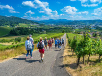 #RegioTipp: Premiere in den Reben - Erste Weinwanderung rund um Tiergarten am Vatertag