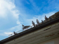 Die Friedenstaube von Achern