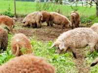 Mangalitza: eine der &auml;ltesten Nutztier Rassen, die es noch gibt.