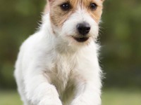 NEU IM SORTIMENT!!! GETREIDEFREIES TROCKENFUTTER F&Uuml;R KLEINE HUNDERASSEN