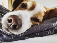 Corona konform unterwegs mit Hund