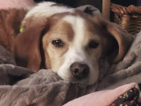 Gesundes Hundefutter f&uuml;r empfindliche Vierbeiner: Eine Erfolgsgeschichte