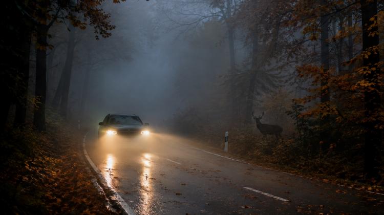 Fahren im Herbst: Nebel, N&auml;sse und Wildwechsel