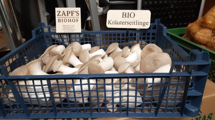 Neu bei uns: Regio Kr&auml;uterseitlinge