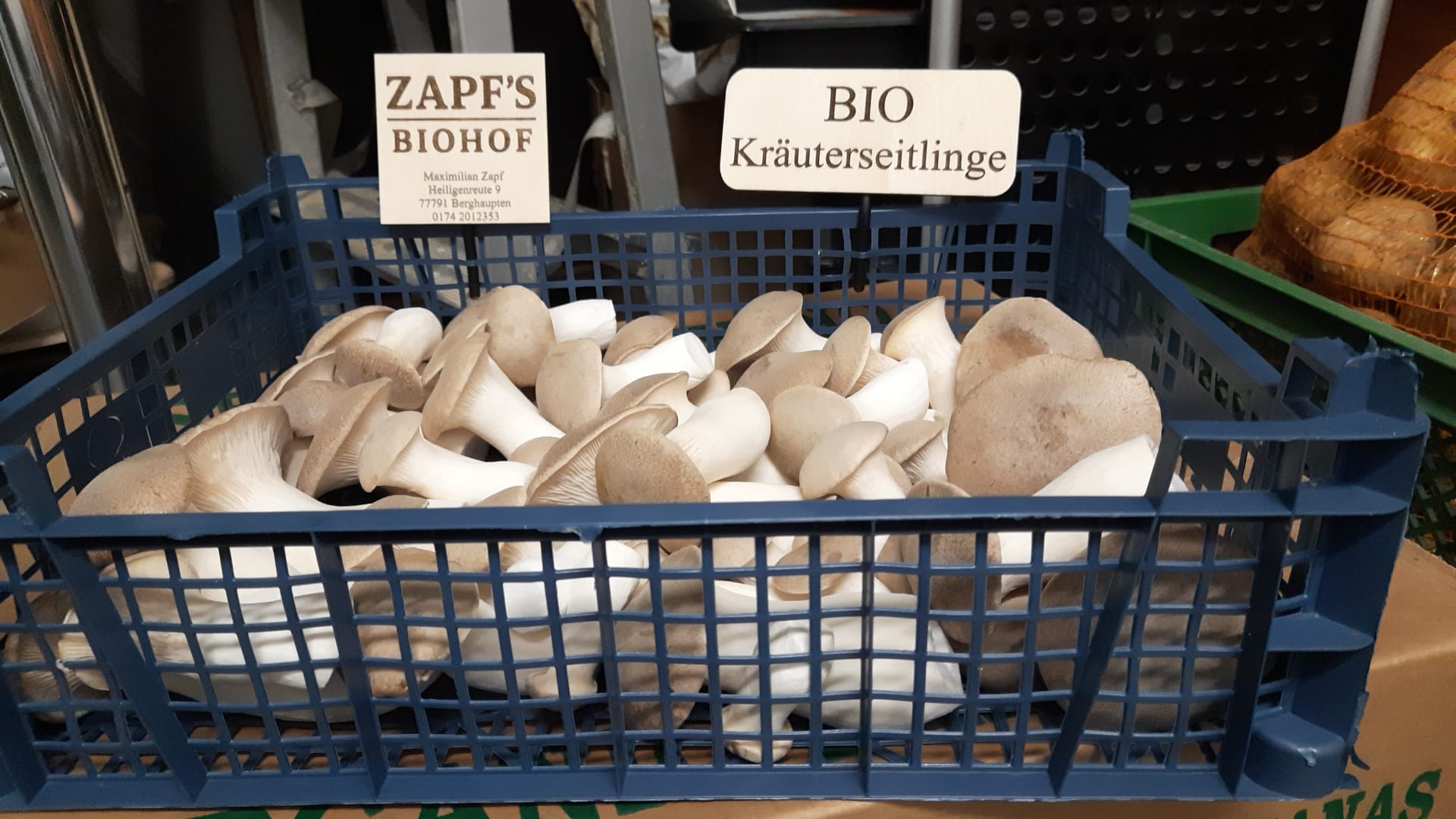 Neu bei uns: Regio Kr&auml;uterseitlinge